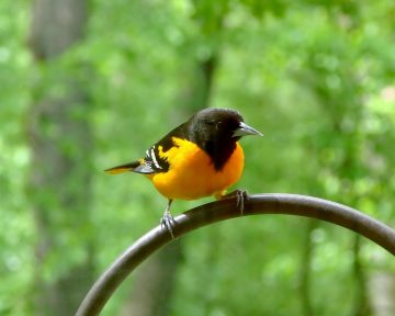 Baltimore oriole the state bird of Maryland