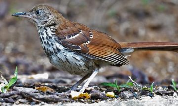 Brown Thrasher Bird