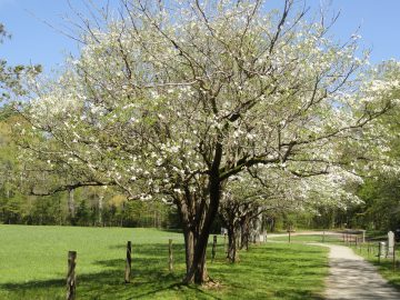 Flowering dogwood tree