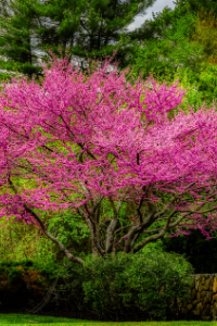 eastern Redbud tree