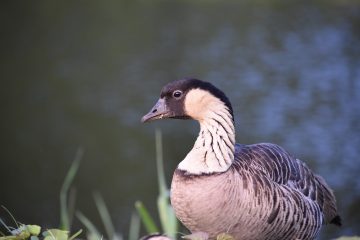 Nene bird