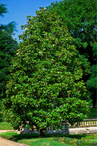 Magnolia Tree in Mississippi