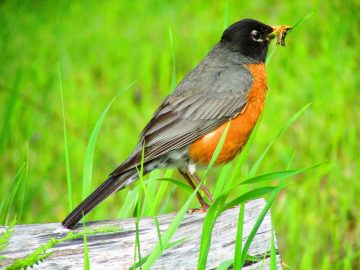 American robin