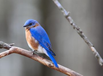 Bluebird