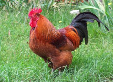 Rhode Island Red State Bird