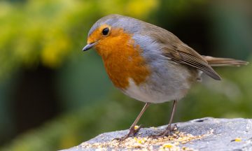 American Robin