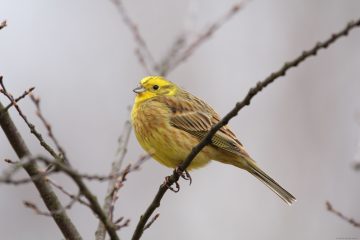 Yellowhammer bird