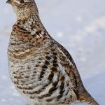 Pennsylvania State Bird