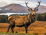 Scotland's Highland Tours