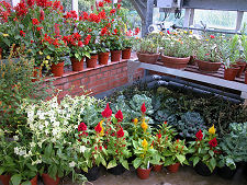 Glasshouse Flowers