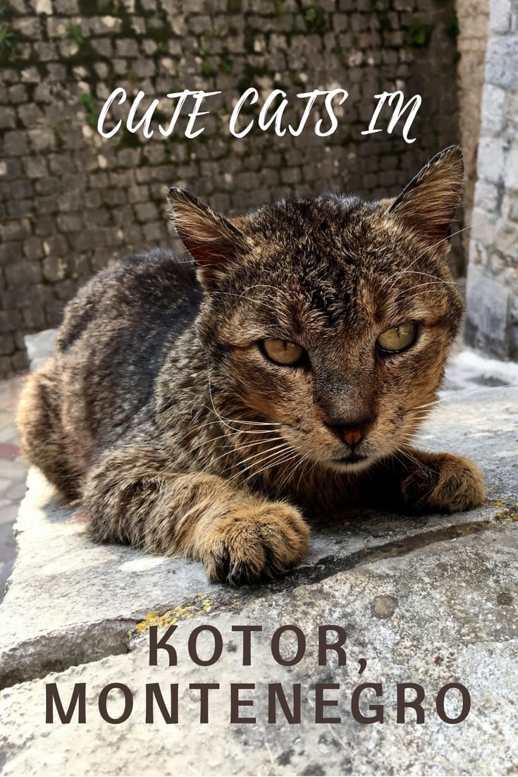 Cute Cats in Kotor, Montenegro 1