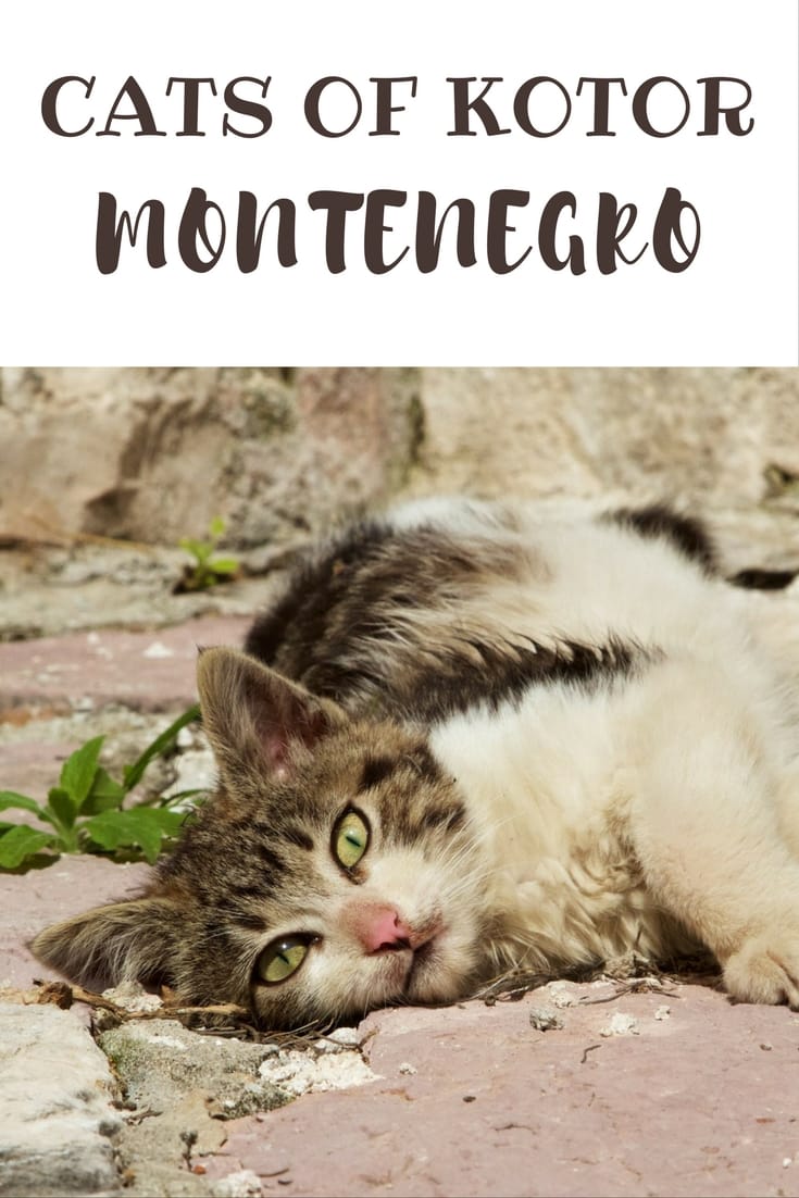 Cute Cats in Kotor, Montenegro