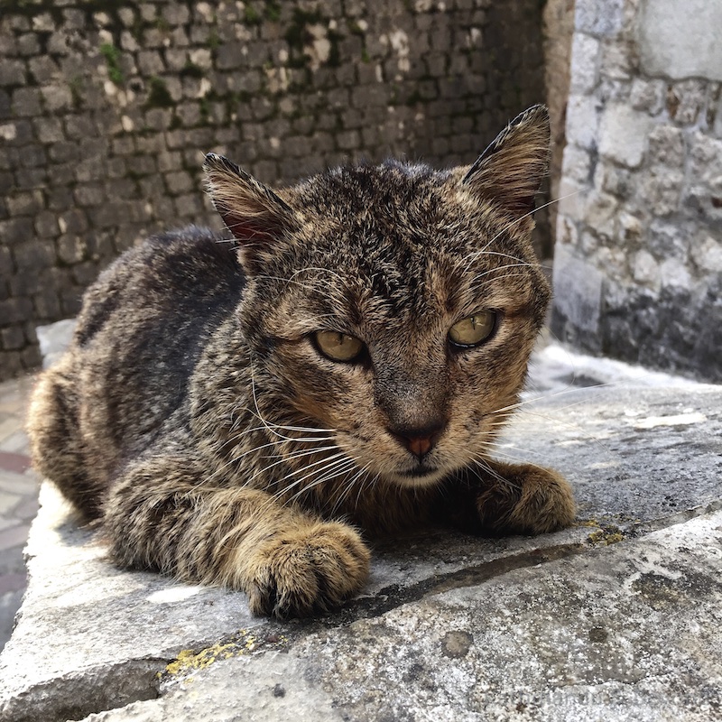 Cats in Kotor Montenegro