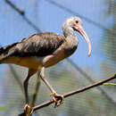 Image of Scarlet Ibis