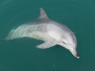 Tursiops aduncus Chris Parsons