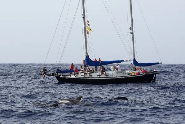 yachts and whales.jpg