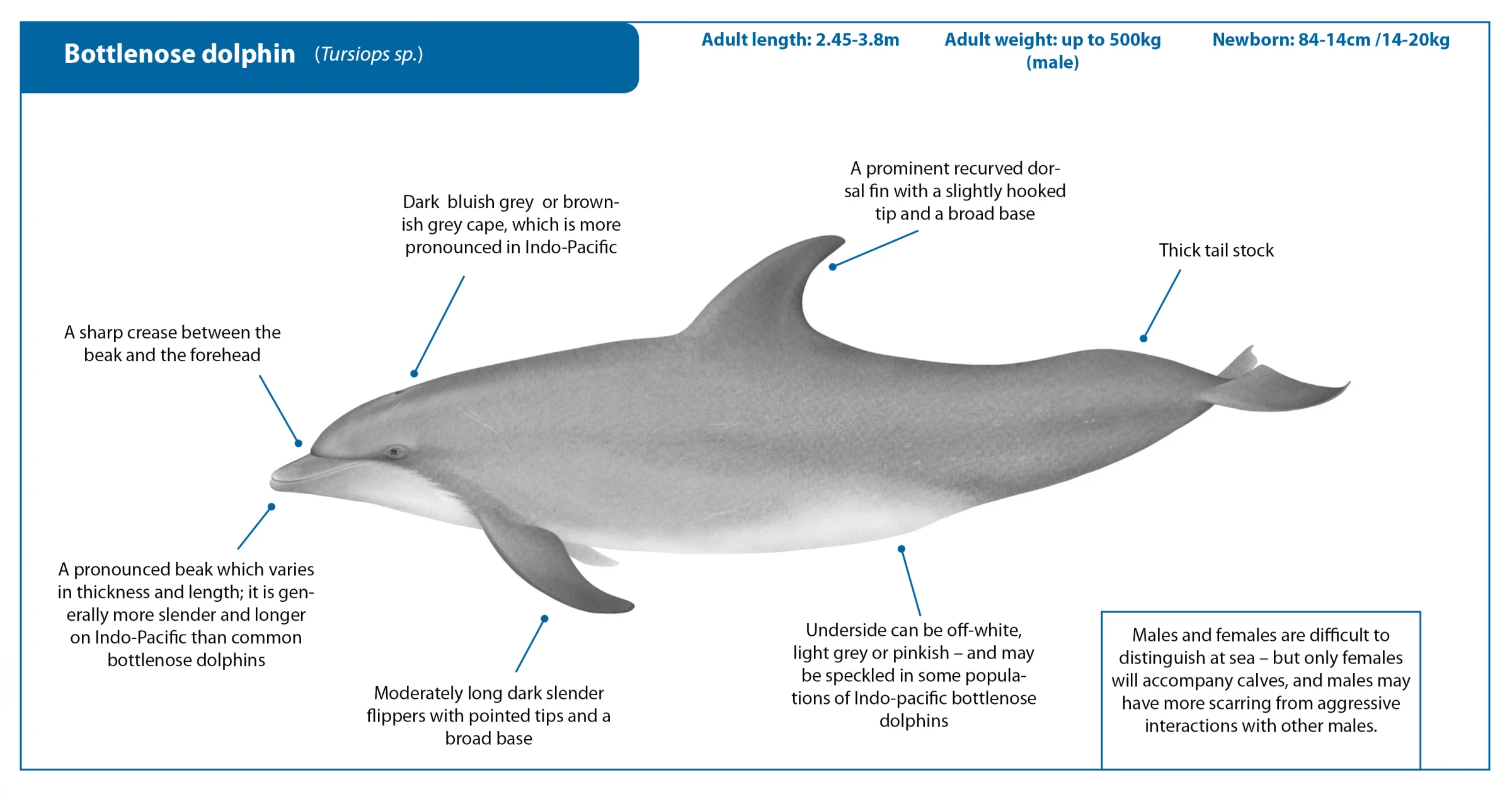 Recrop Bottlenose dolphin