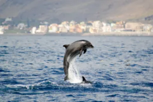 Dolphin jumping