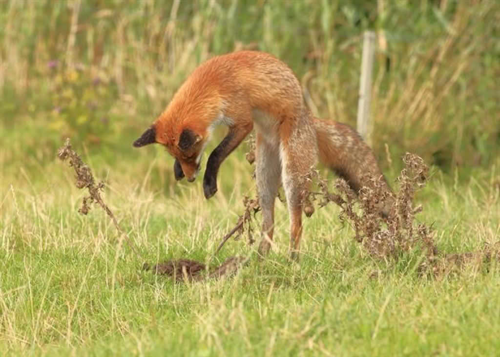 Vulpes vulpes