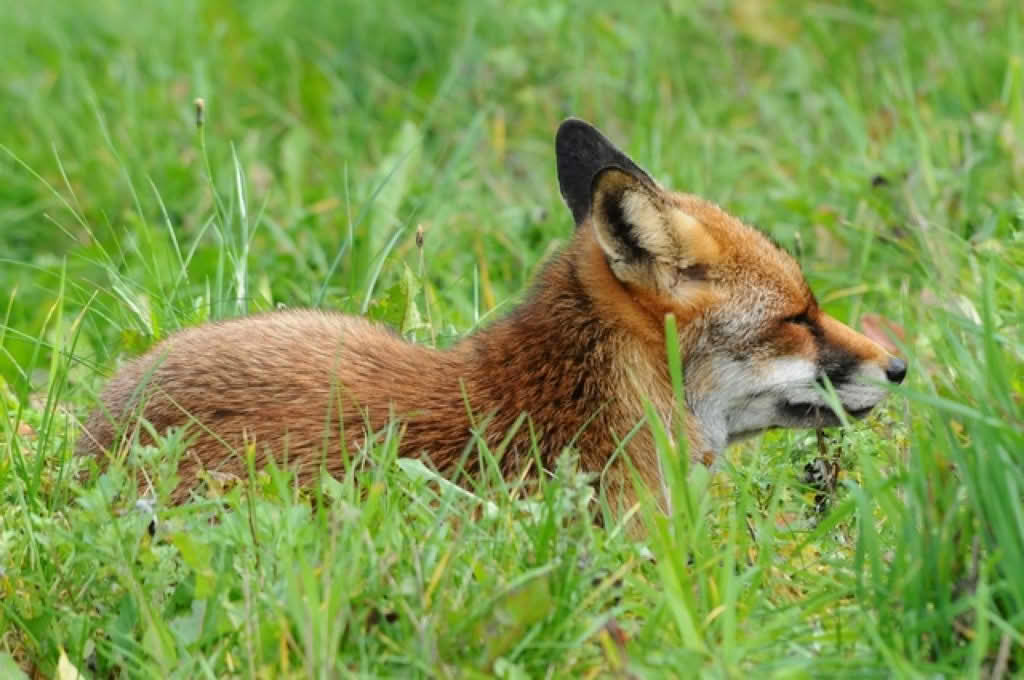 Vulpes vulpes