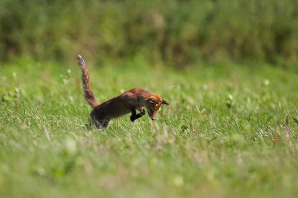 Vulpes vulpes