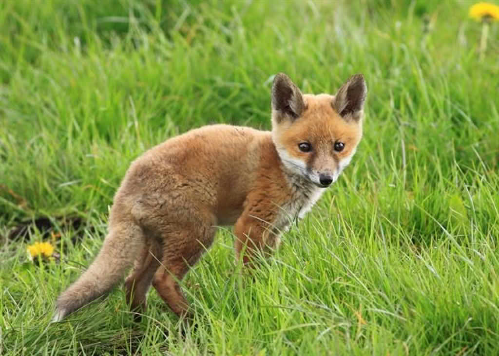 Vulpes vulpes