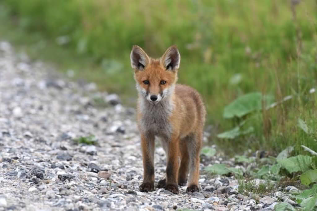 Vulpes vulpes