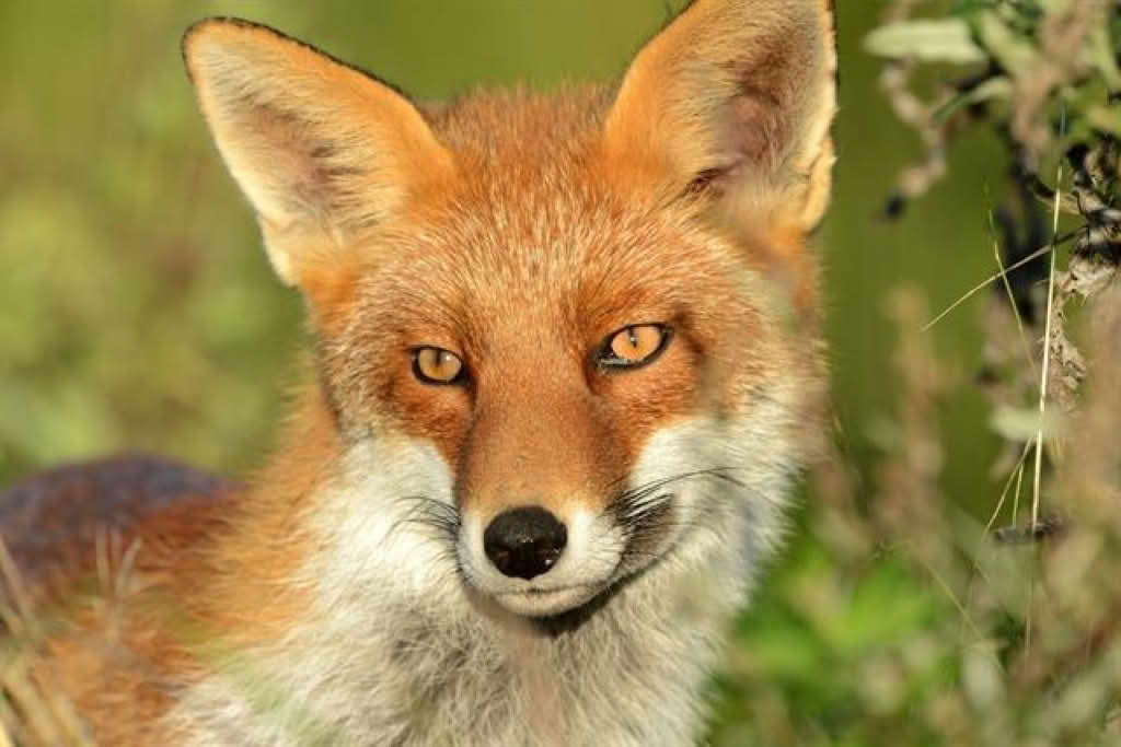 Vulpes vulpes