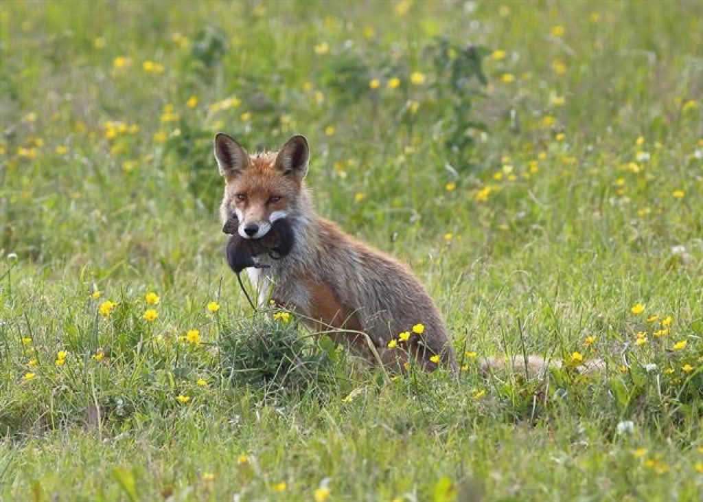 Vulpes vulpes