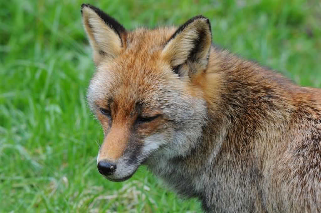 Vulpes vulpes