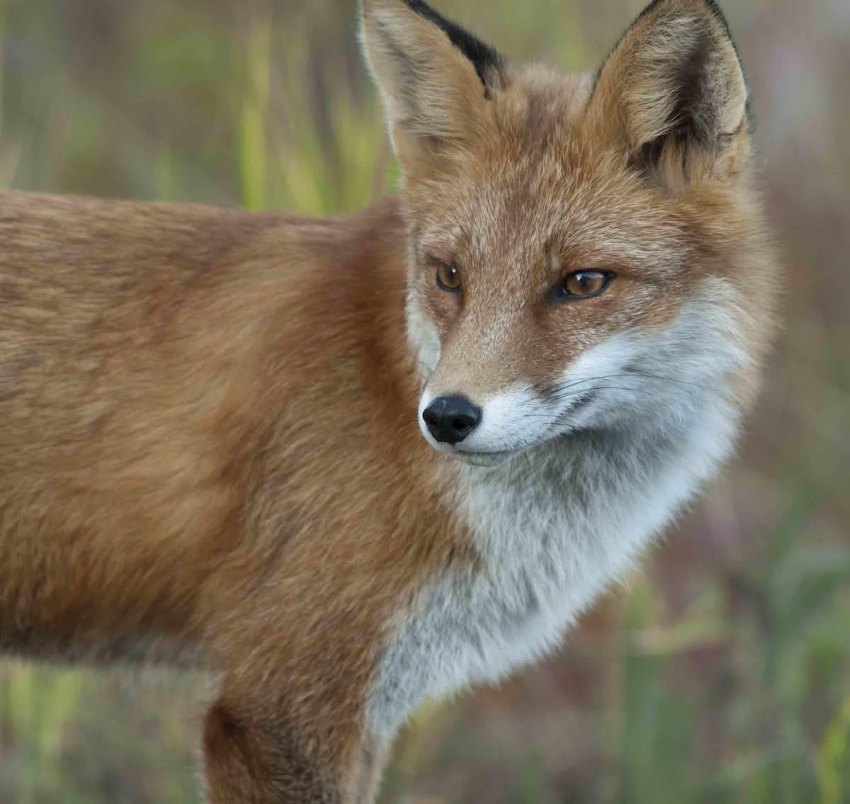 Vulpes vulpes