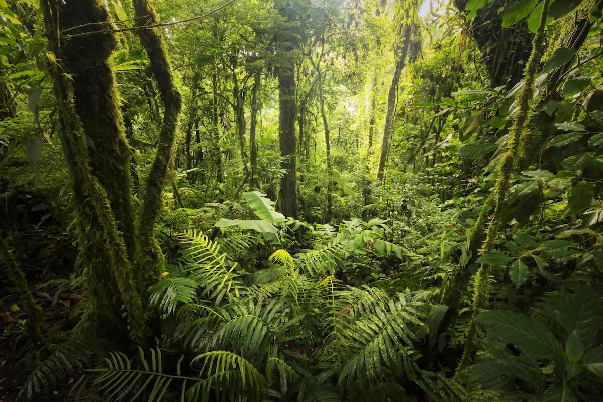 Regnskog i Costa Rica