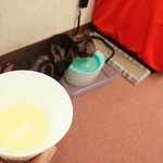 猫カフェアミパ - サーバーからリアルゴールドをば　ディオ「きせつの変わり目ニャから、水分はだいじニャ」