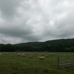 Yorkshire Farm - 