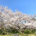 Koa Garden - 満開ですね
