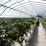 Ema Ichigo Gari Center - 