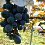 Misaka Nouen Grape House - 