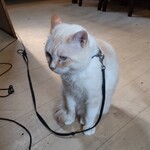 カフェ プティメゾン ひとつ屋根の下 - 気付いたら足元にいました。。。