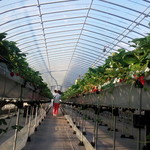 Ema Ichigo Gari Center - 