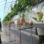 Ema Ichigo Gari Center - 