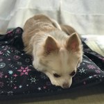 小川家 - 