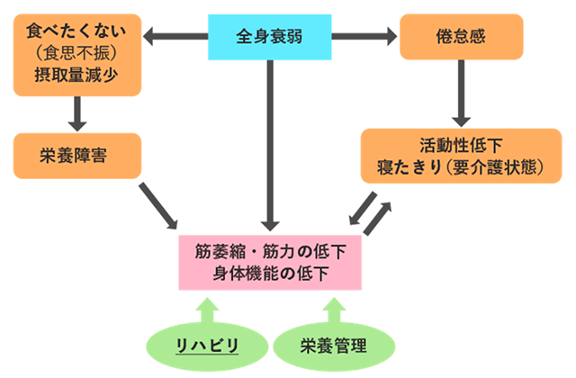 図４　全身衰弱と筋肉の萎縮・筋力低下の関係