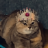 Avatar für Fran_turunen